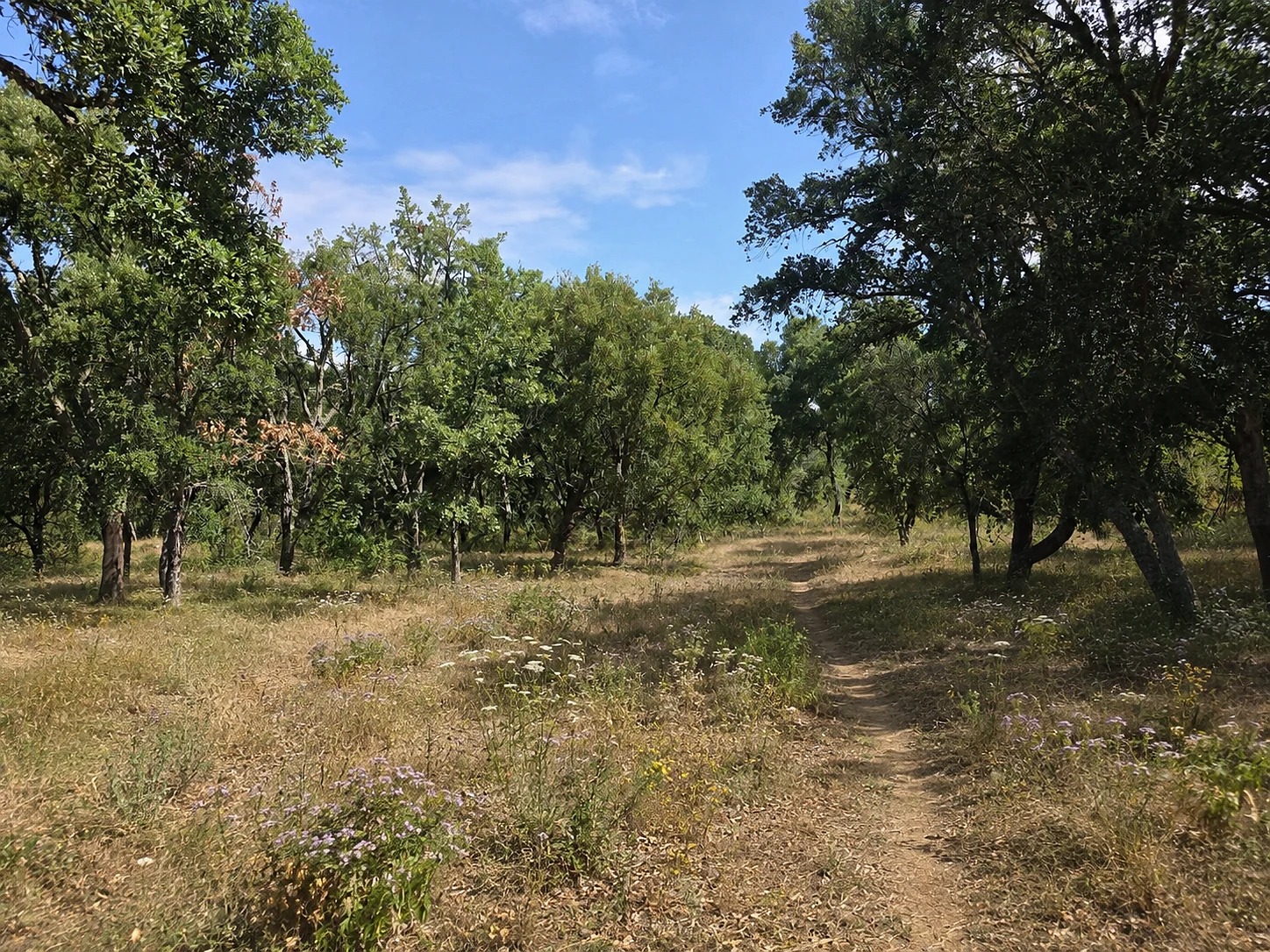 A dappled dirt path running through the oak forest at the edge of the estate
