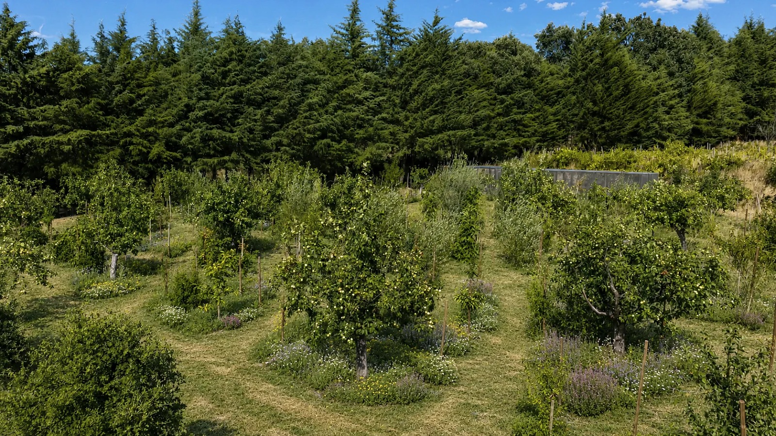 Young fruit trees in grass, each ringed by a circle of wildflowers